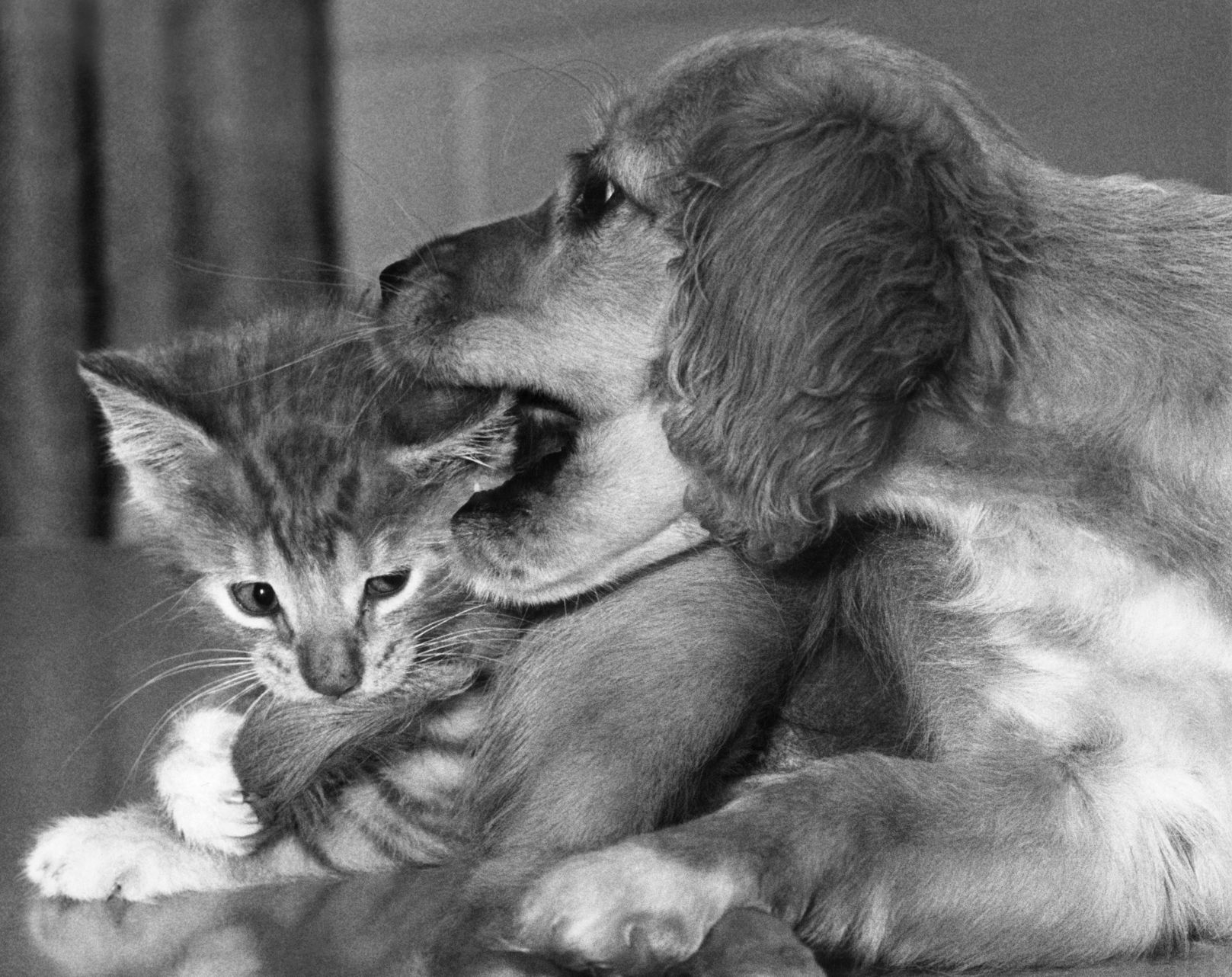 Animals Unusual Combos